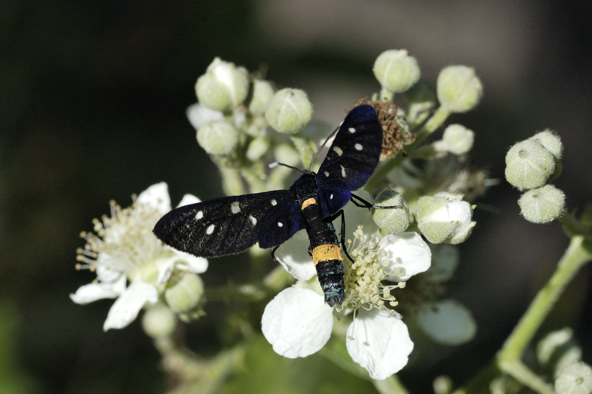 Amata ....... ?? - Amata sp.